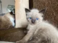 Pompom