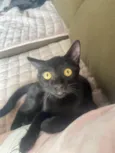 Pepê