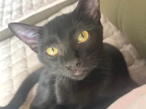 Gato raça Srd idade 2 a 6 meses nome Pepê