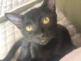 Pepê