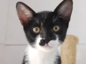 Gato raça Srd idade 2 a 6 meses nome Yuki