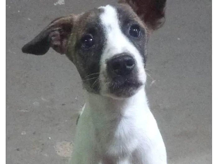 Cachorro ra a SRD-ViraLata idade 2 a 6 meses nome Lupin