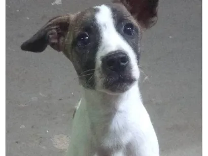 Cachorro raça SRD-ViraLata idade 2 a 6 meses nome Lupin