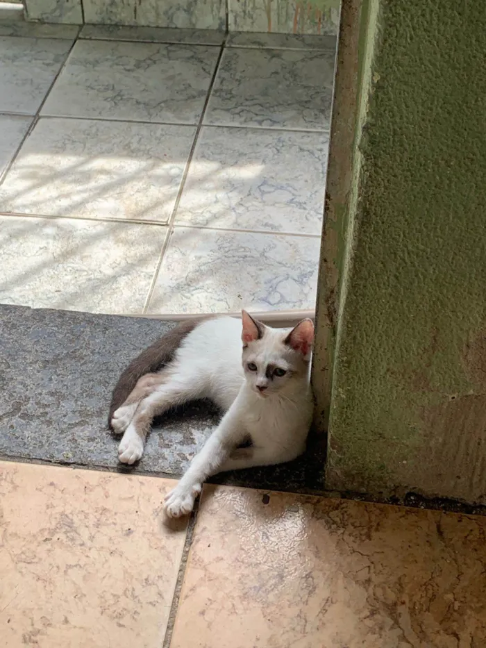 Gato ra a SRD-ViraLata idade 2 a 6 meses nome Lia