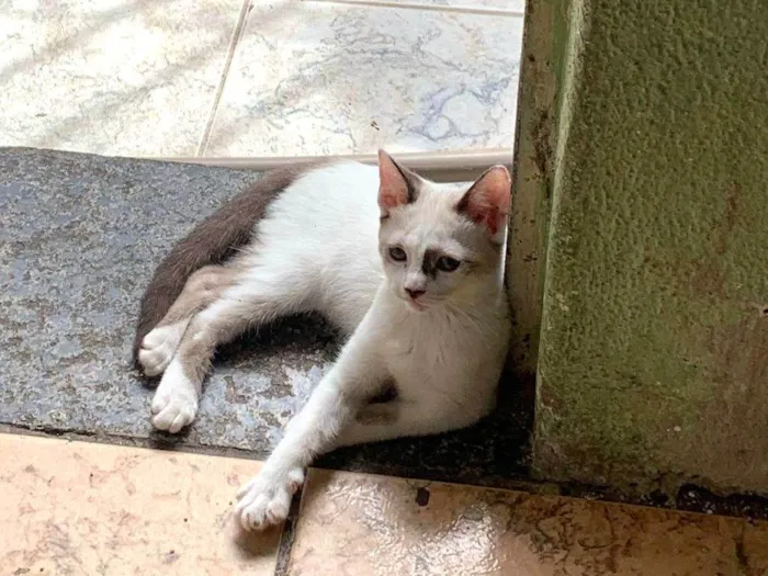 Gato ra a SRD-ViraLata idade 2 a 6 meses nome Lia