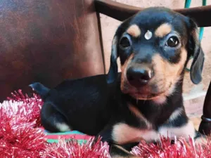 Cachorro raça SRD-ViraLata idade 2 a 6 meses nome Meiguinha