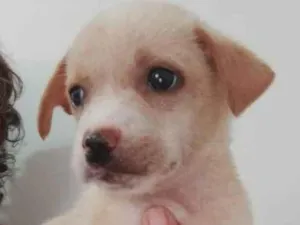 Cachorro raça SRD-ViraLata idade Abaixo de 2 meses nome 45 dias
