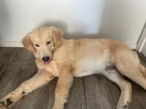 Cachorro raça Golden Retriever idade 7 a 11 meses nome Thor 