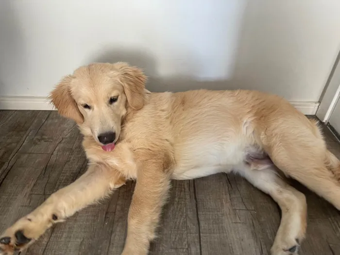 Cachorro ra a Golden Retriever idade 7 a 11 meses nome Thor 