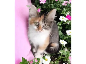 Gato raça SRD-ViraLata idade 2 a 6 meses nome Chloe