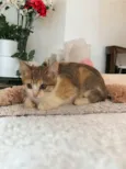 Amy