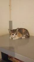 Amy