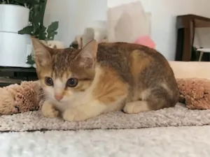 Gato raça SRD-ViraLata idade Abaixo de 2 meses nome Amy