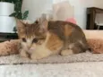 Amy