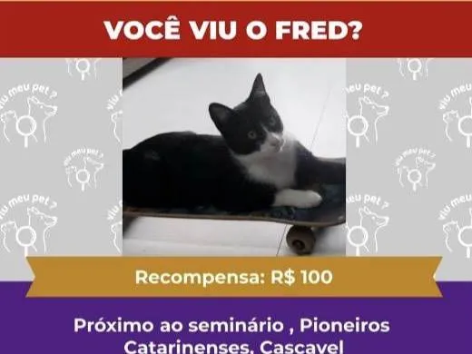 Gato ra a SRD-ViraLata idade 1 ano nome Fred