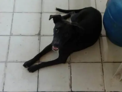 Cachorro raça Sem raça definida  idade 1 ano nome Pretinha