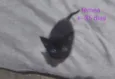 Bbzinhos abandonados
