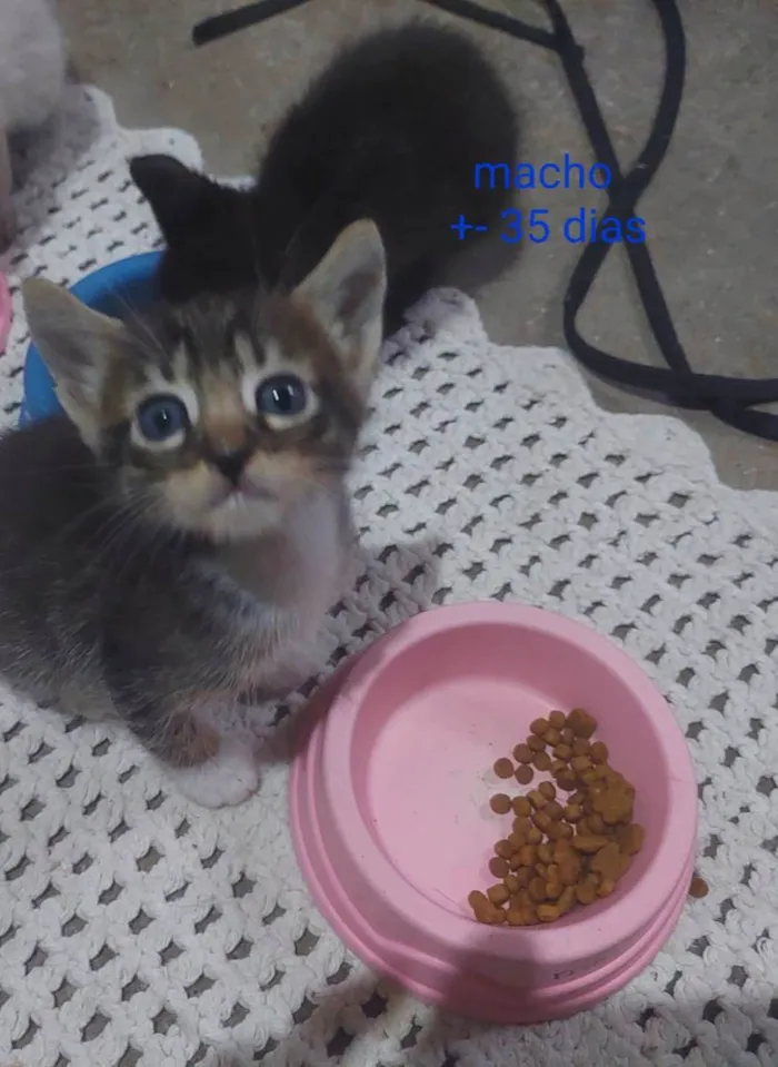 Gato ra a SRD-ViraLata idade Abaixo de 2 meses nome Bbzinhos abandonados 