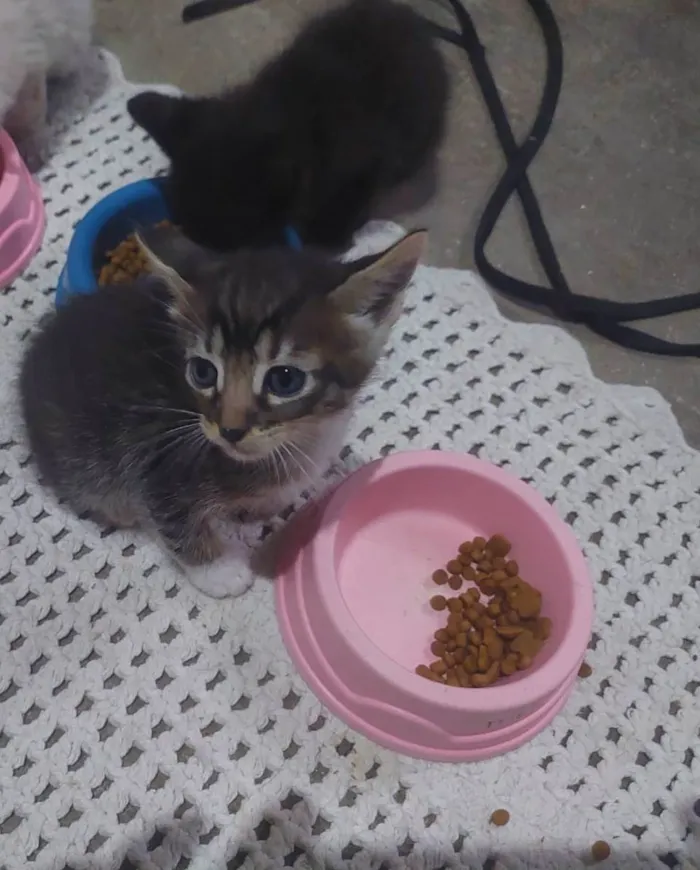 Gato ra a SRD-ViraLata idade Abaixo de 2 meses nome Bbzinhos abandonados 