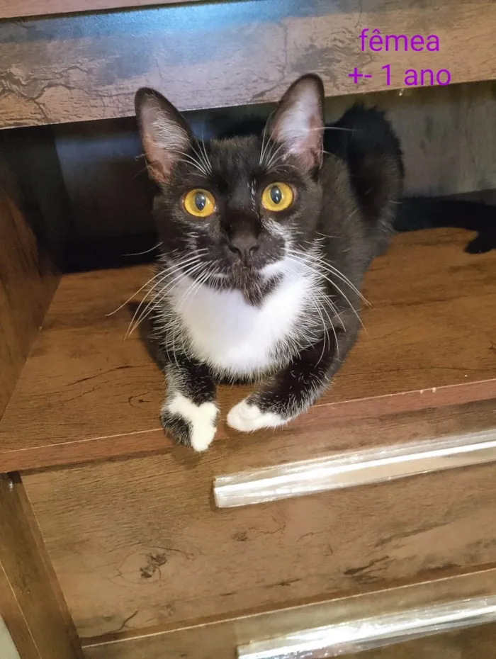 Gato ra a SRD-ViraLata idade 1 ano nome Frajola