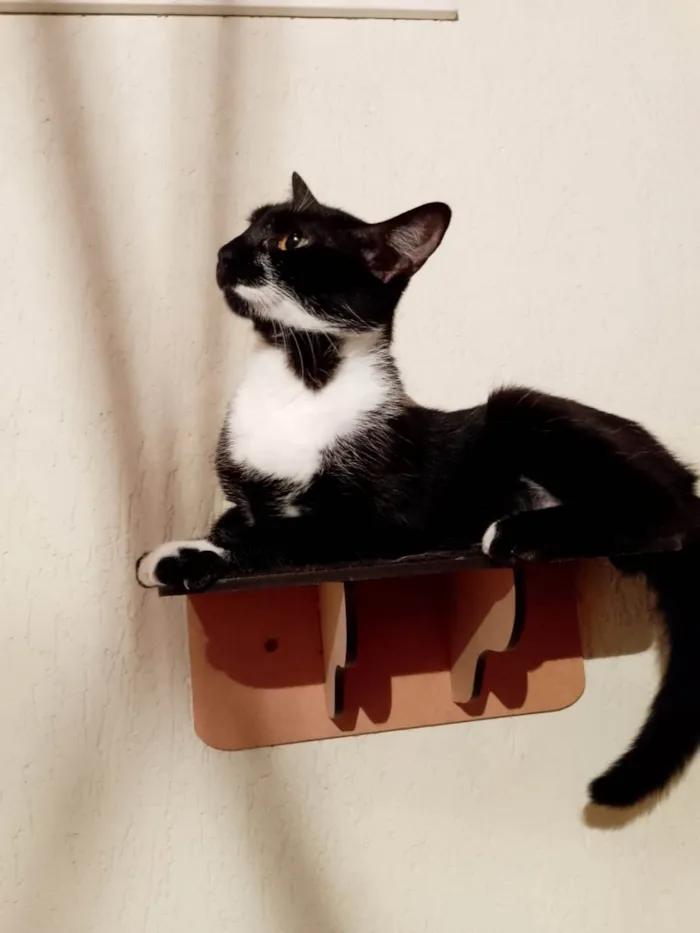 Gato ra a SRD-ViraLata idade 1 ano nome Frajola