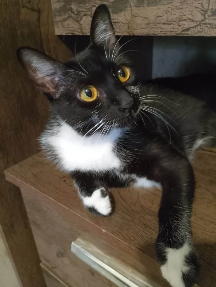 Gato ra a SRD-ViraLata idade 1 ano nome Frajola