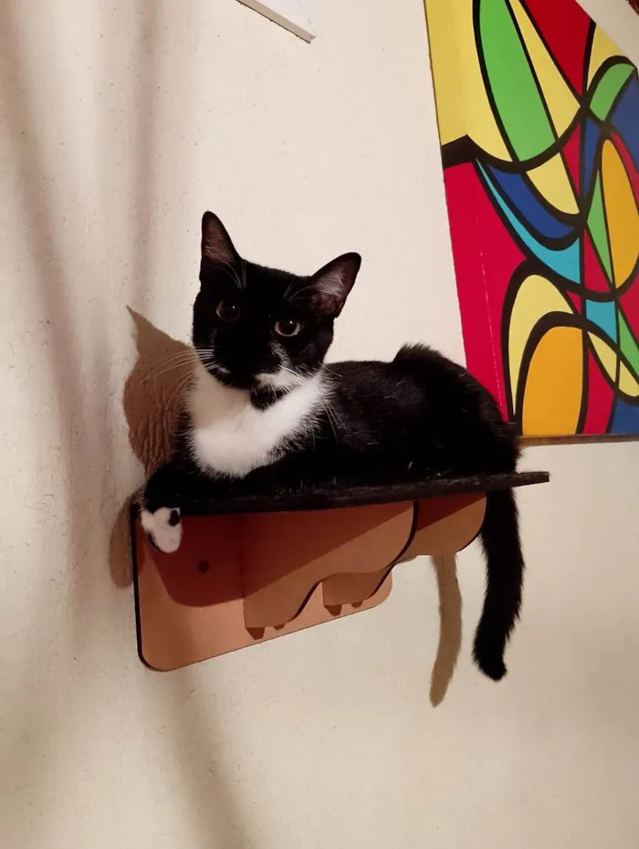 Gato ra a SRD-ViraLata idade 1 ano nome Frajola