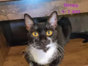 Gato raça SRD-ViraLata idade 1 ano nome Frajola