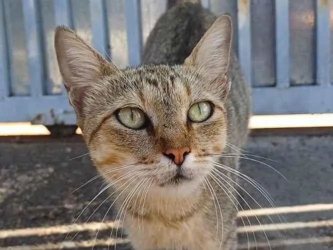 Gato ra a  idade 1 ano nome Sem nome definido