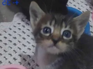 Gato raça SRD-ViraLata idade Abaixo de 2 meses nome Bbzinhos abandonados 