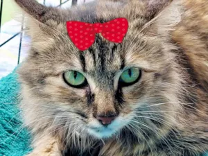 Gato raça Mestica  idade 7 a 11 meses nome Charlotte 