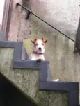 Pipoca