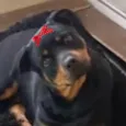 Bella
