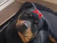 Bella