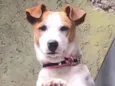 Pipoca