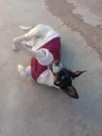 Margarida