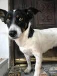 Margarida