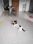 Margarida