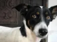 Margarida