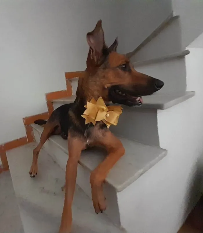 Cachorro ra a SRD-ViraLata idade 2 anos nome Felicia