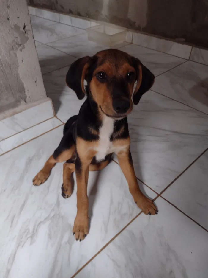 Cachorro ra a Labrador  idade 2 a 6 meses nome Labrador misturado acredito 