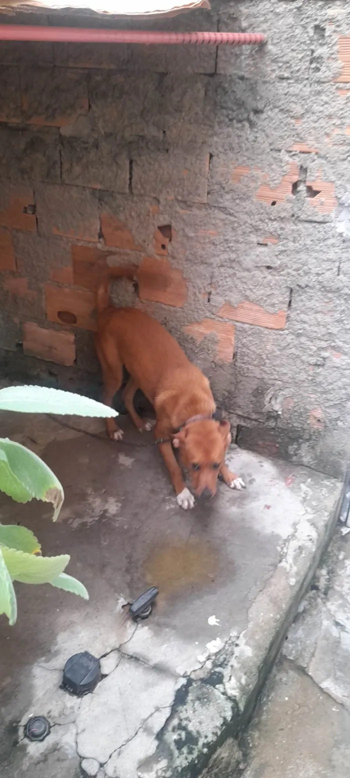 Cachorro ra a Pinscher com vira-lata idade 7 a 11 meses nome Lexa