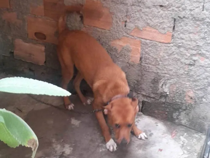 Cachorro ra a Pinscher com vira-lata idade 7 a 11 meses nome Lexa