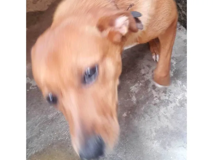 Cachorro ra a Pinscher com vira-lata idade 7 a 11 meses nome Lexa