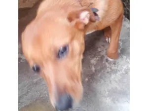 Cachorro raça Pinscher com vira-lata idade 7 a 11 meses nome Lexa