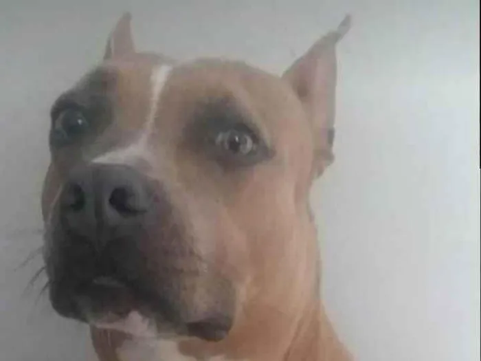 Cachorro ra a Pit-Bull idade 6 ou mais anos nome Donna 