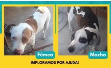 Cachorro ra a Pit-Bull idade 3 anos nome Casal Pit