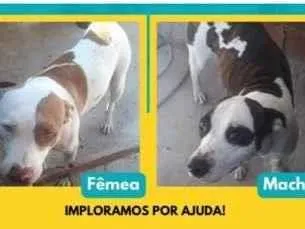 Cachorro ra a Pit-Bull idade 3 anos nome Casal Pit