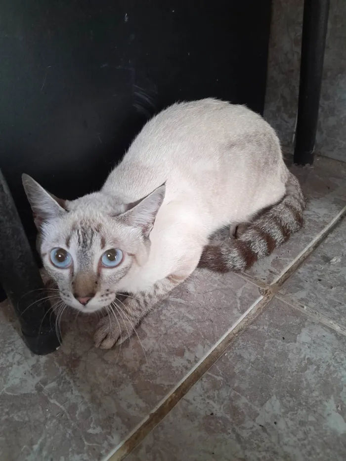 Gato ra a Siamês idade 7 a 11 meses nome Não tem