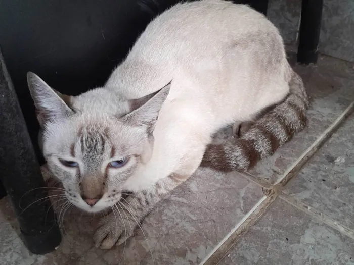 Gato ra a Siamês idade 7 a 11 meses nome Não tem